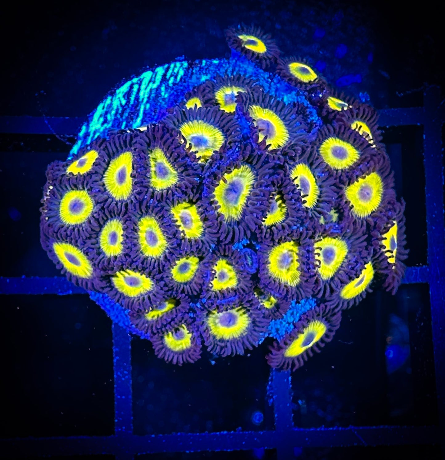 WYSIWYG Yellow Belly Zoanthids Large Frag 04C1