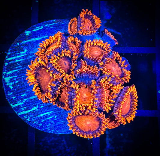 WYSIWYG Bam Bams Zoanthids 04C2