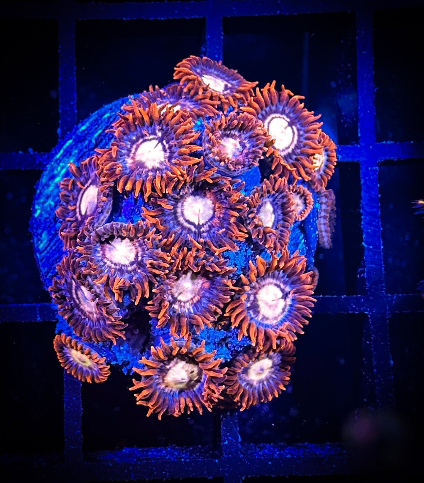 WYSIWYG Treehouse of Horror Zoanthids Large Frag 04C2