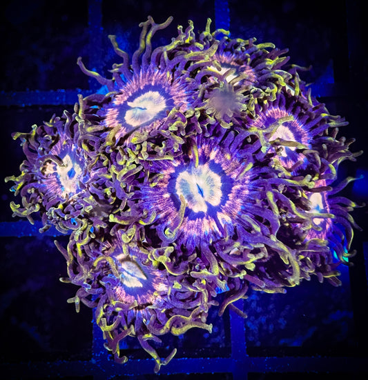 Mister Twister Zoanthids