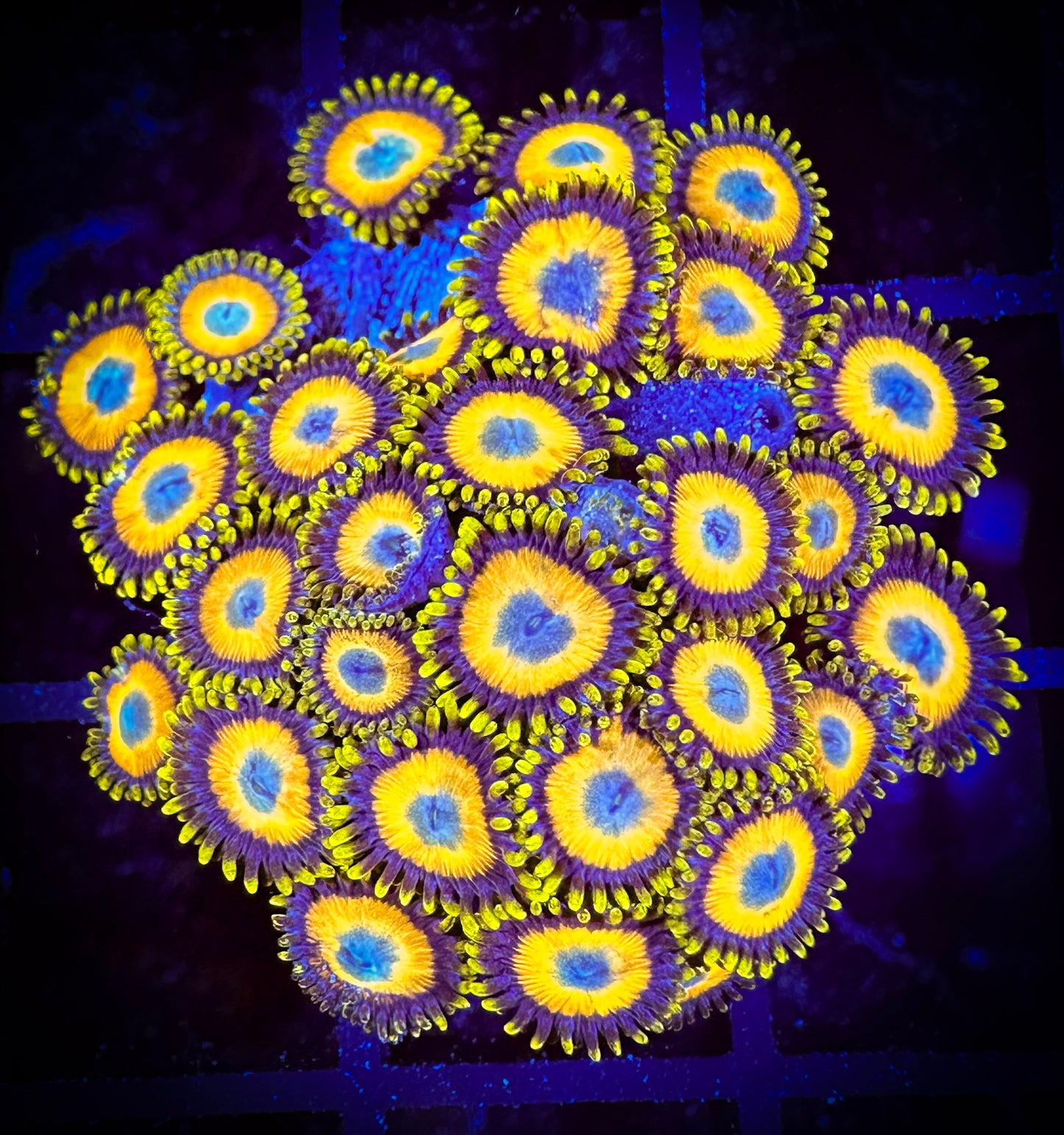 WYSIWYG Scrambled Eggs Zoanthids Mini Colony 04C3