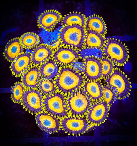 WYSIWYG Scrambled Eggs Zoanthids Mini Colony 04C3
