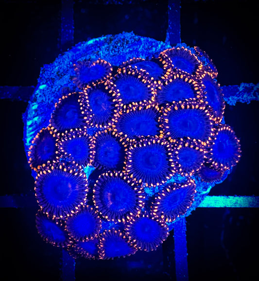 WYSIWYG Spiderman Zoanthids Large Frag 04C3