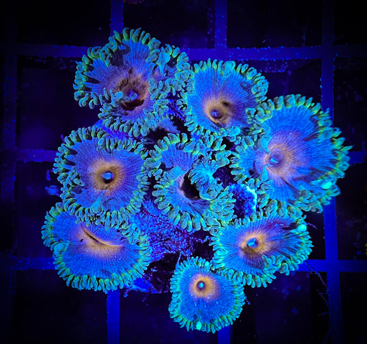 WYSIWYG Captain America Paly Large Frag 04C4