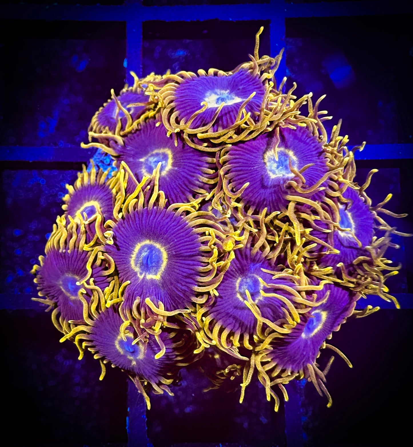WYSIWYG Yellow Hornets Zoanthids 04C4