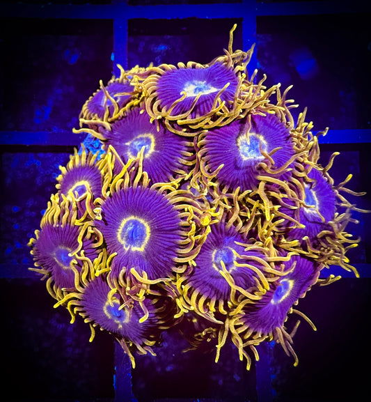 WYSIWYG Yellow Hornets Zoanthids 04C4
