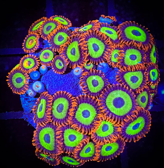 WYSIWYG Emeralds on Fire Zoanthids Large Frag 04C4