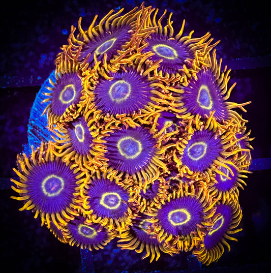 WYSIWYG Rainbow Hornets Zoanthids Large Frag 04D1
