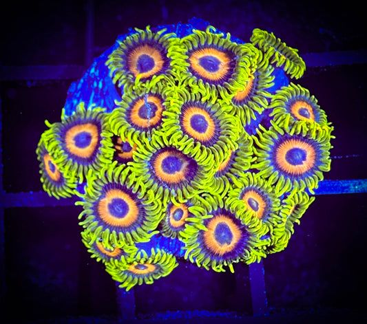 WYSIWYG Super Sunflower Zoanthids Large Frag 04D1
