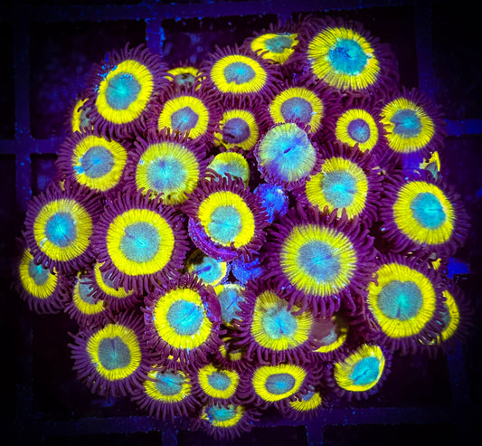 WYSIWYG Black Bella Zoanthids Colony 04D2
