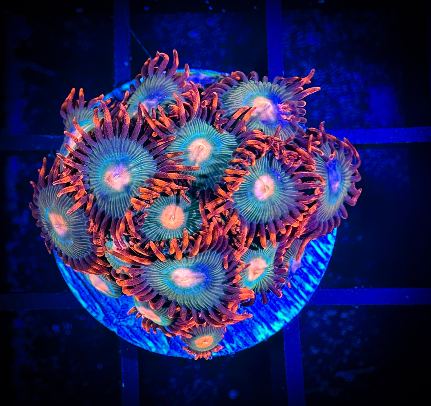 WYSIWYG Gatorade Zoanthids Large Frag 04D2