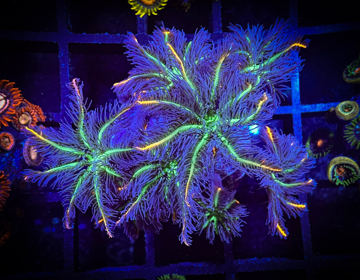 WYSIWYG Fireworks Clove Polyps Frag 04D2