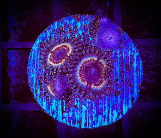 WYSIWYG Vampires in Drag Zoanthids 04D3