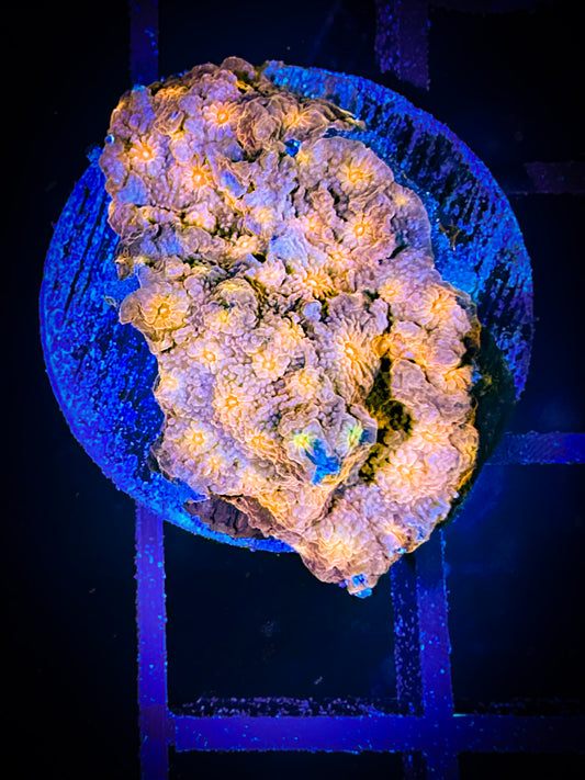 WYSIWYG Solar Flare Cyphastrea 04D4
