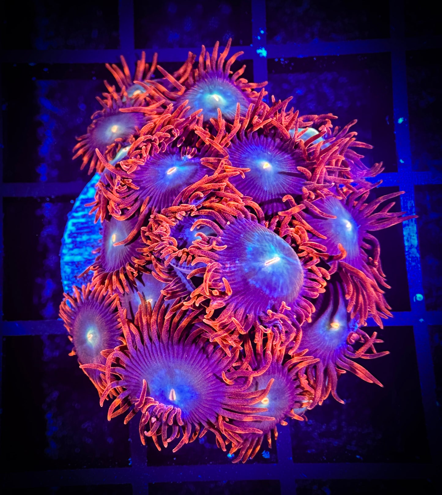 WYSIWYG CB Punk Rockers Zoanthids 04D4