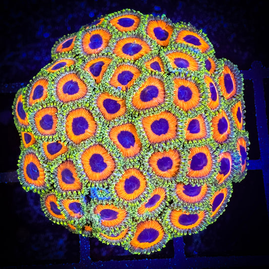WYSIWYG Whammin Watermelon Zoanthids Colony 04E1