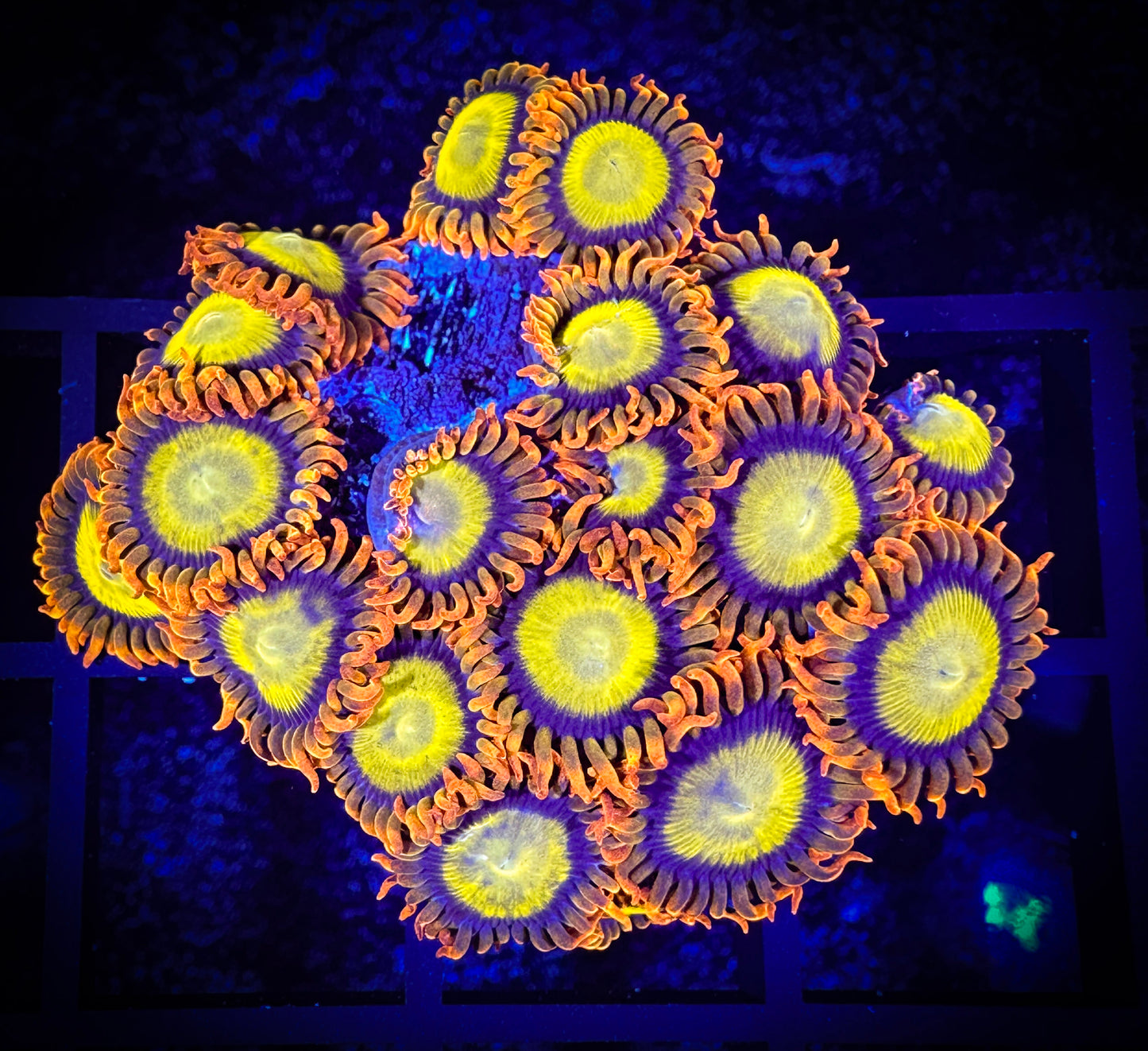 WYSIWYG Mandarin Oranges Large Frag 04E1