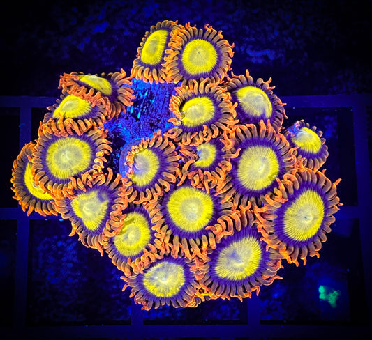 WYSIWYG Mandarin Oranges Large Frag 04E1