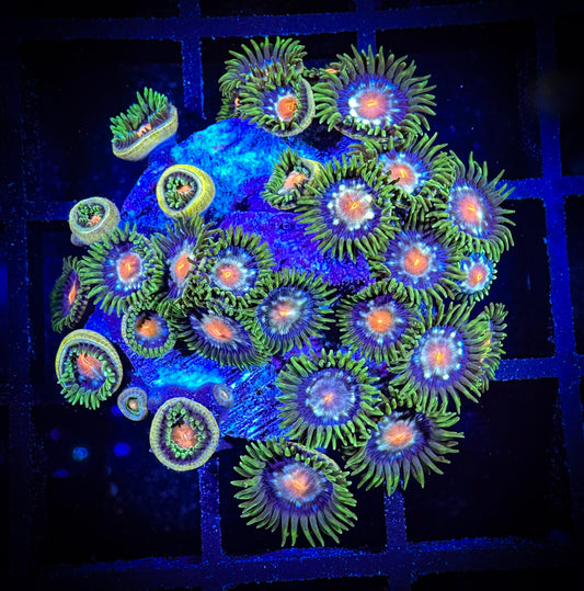 WYSIWYG JF Stargazer Zoanthids Large Frag 04D3