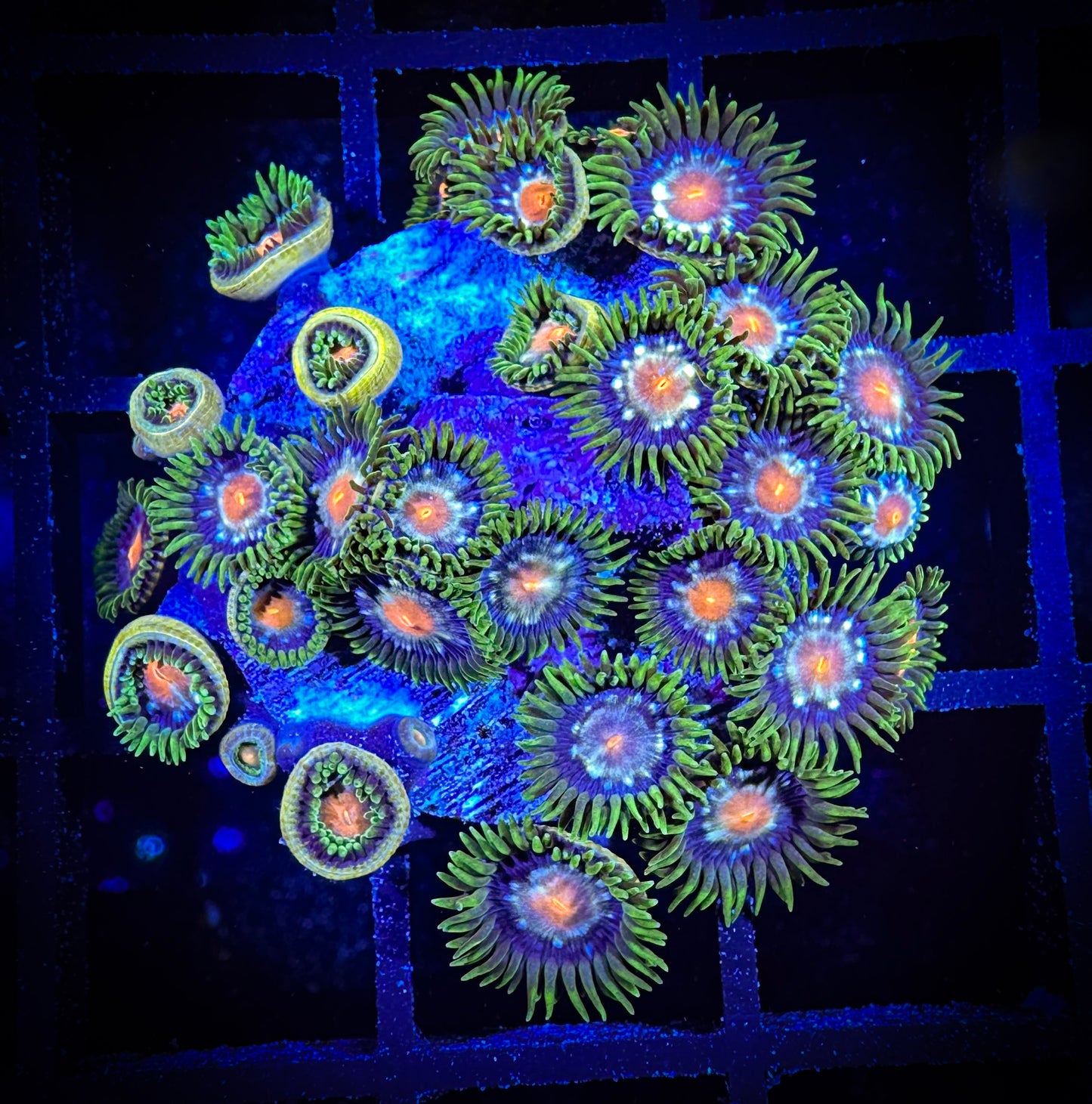 WYSIWYG JF Stargazer Zoanthids Frag 04E2