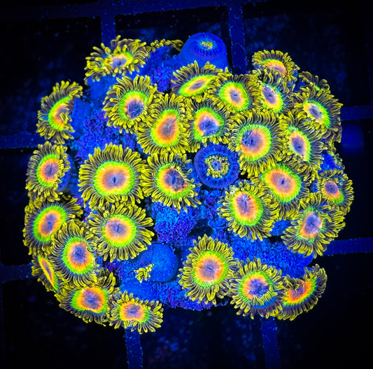 WYSIWYG Rastas Zoanthids Large Frag 04E3