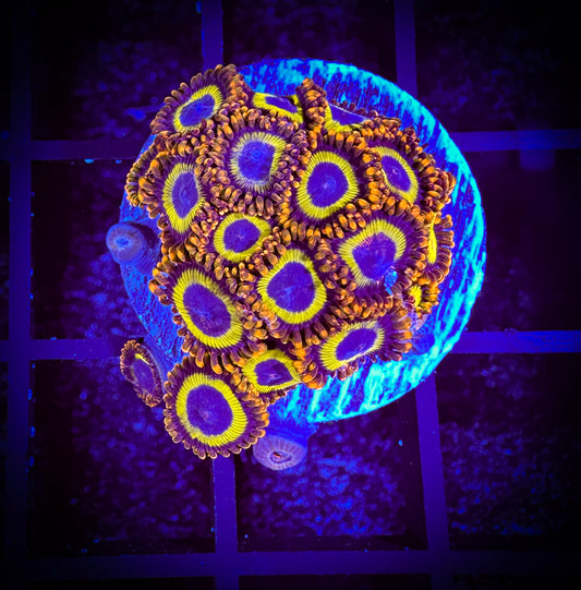 WYSIWYG Fruitloops Zoanthids Large Frag 04E3