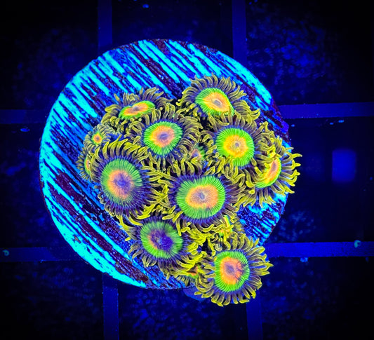 WYSIWYG Rastas Zoanthids Frag 04E4