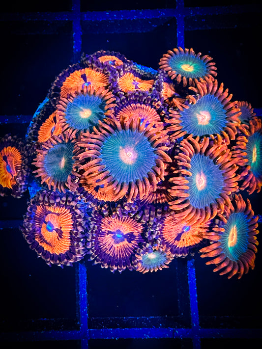 WYSIWYG WWC Bloodsucker Gatorade Combo 04F1