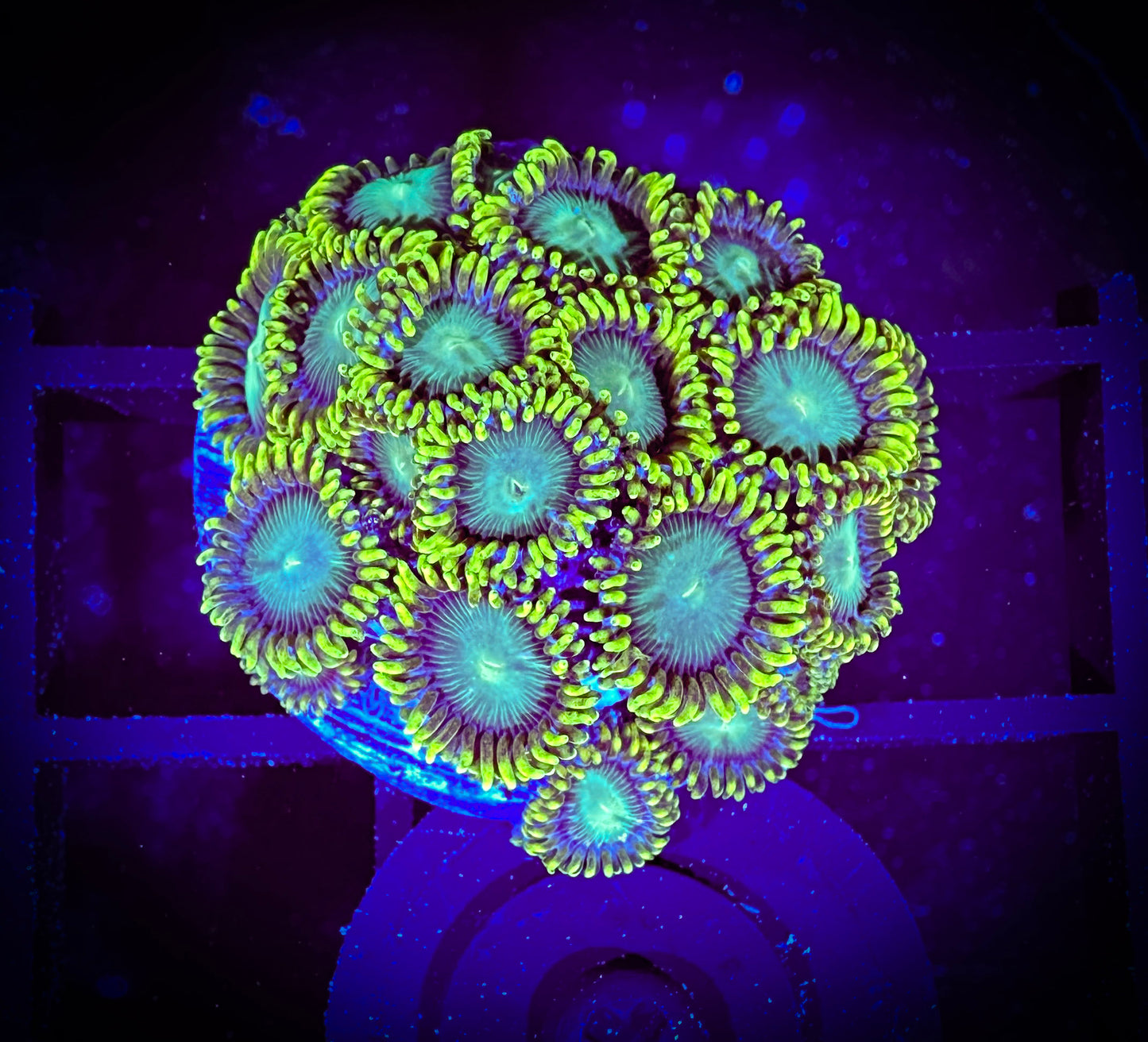 WYSIWYG Radioactive Dragon Eyes Large Frag 04F1