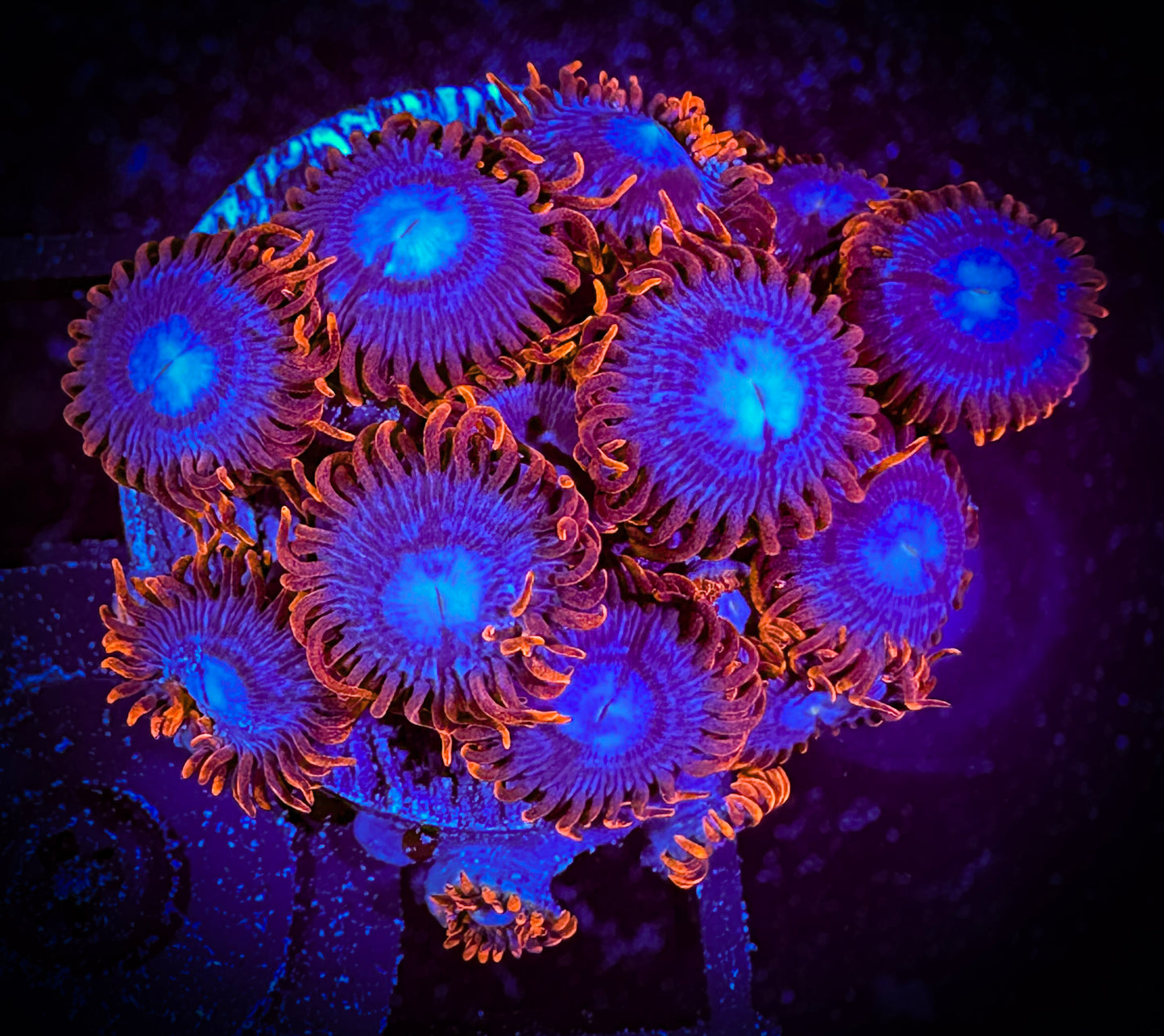 WYSIWYG OG Fire and Ice Zoanthids Large Frag 04F1