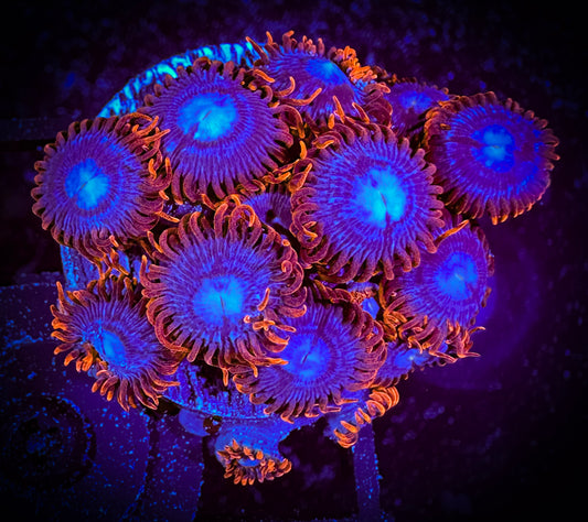 WYSIWYG OG Fire and Ice Zoanthids Large Frag 04F1