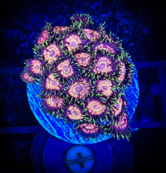 WYSIWYG GC Dragonfruit Bloosoms Zoanthids Large Frag 04F1