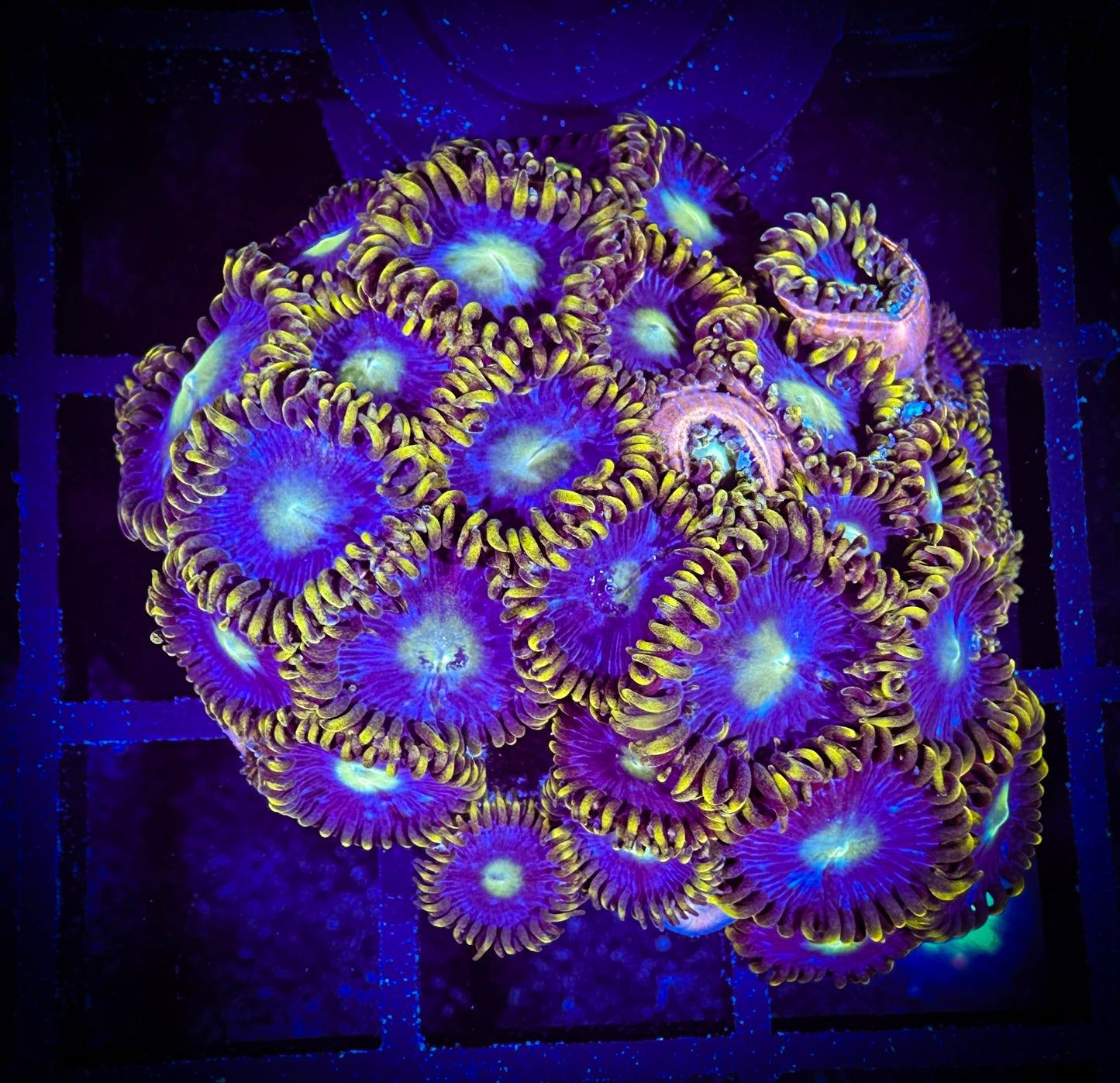 WYSIWYG Blue Horizons Colony 04F2