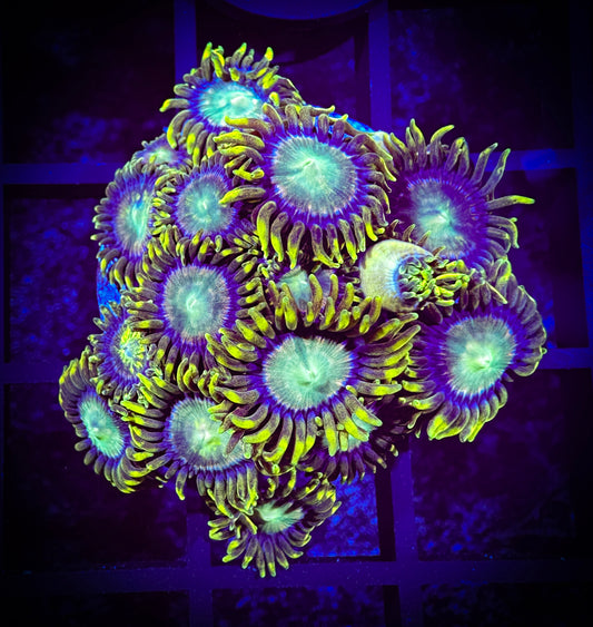 WYSIWYG Red Ring Radioactive Dragon Eye Zoanthids Colony 04F2