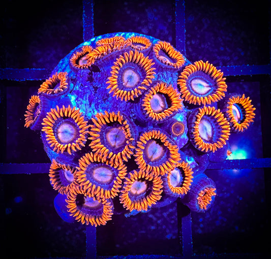 WYSIWYG GC Pink Eyes Zoanthids Large Frag 04F3