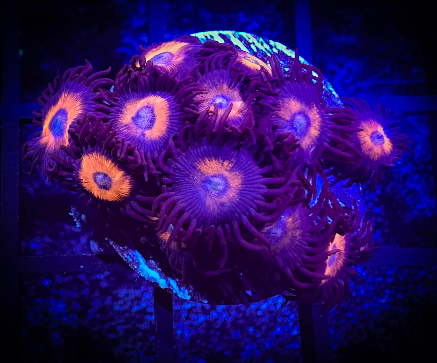 WYSIWYG Omega Red Zoanthids 04E4