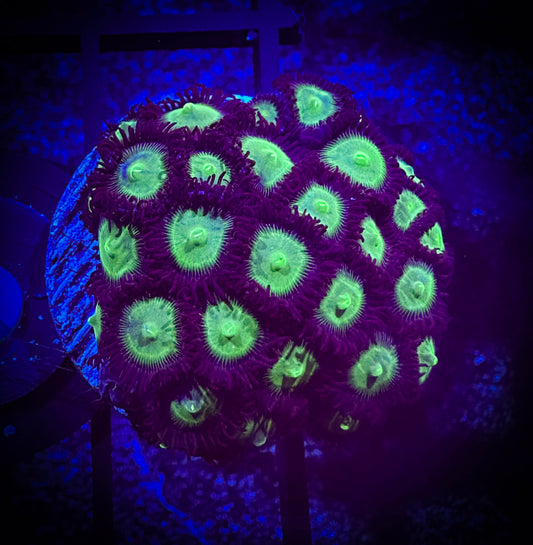WYSIWYG Mean Greens Zoanthids Colony 04F4
