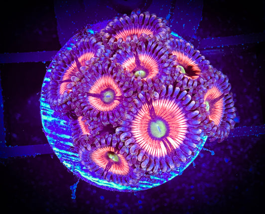WYISIWYG Lord of the Rings Zoanthids Large Frag 04F4