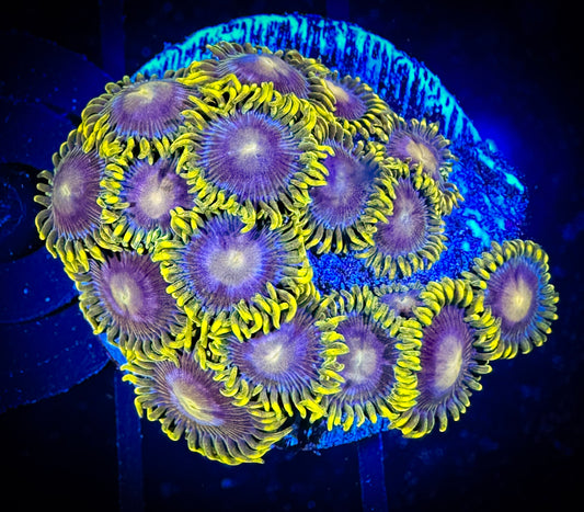 WYSIWYG Evil Mel's Green Skirt Zoanthids Large Frag 04F4