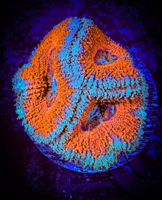 WYSIWYG Ultra Acan (Micromussa) 05A1