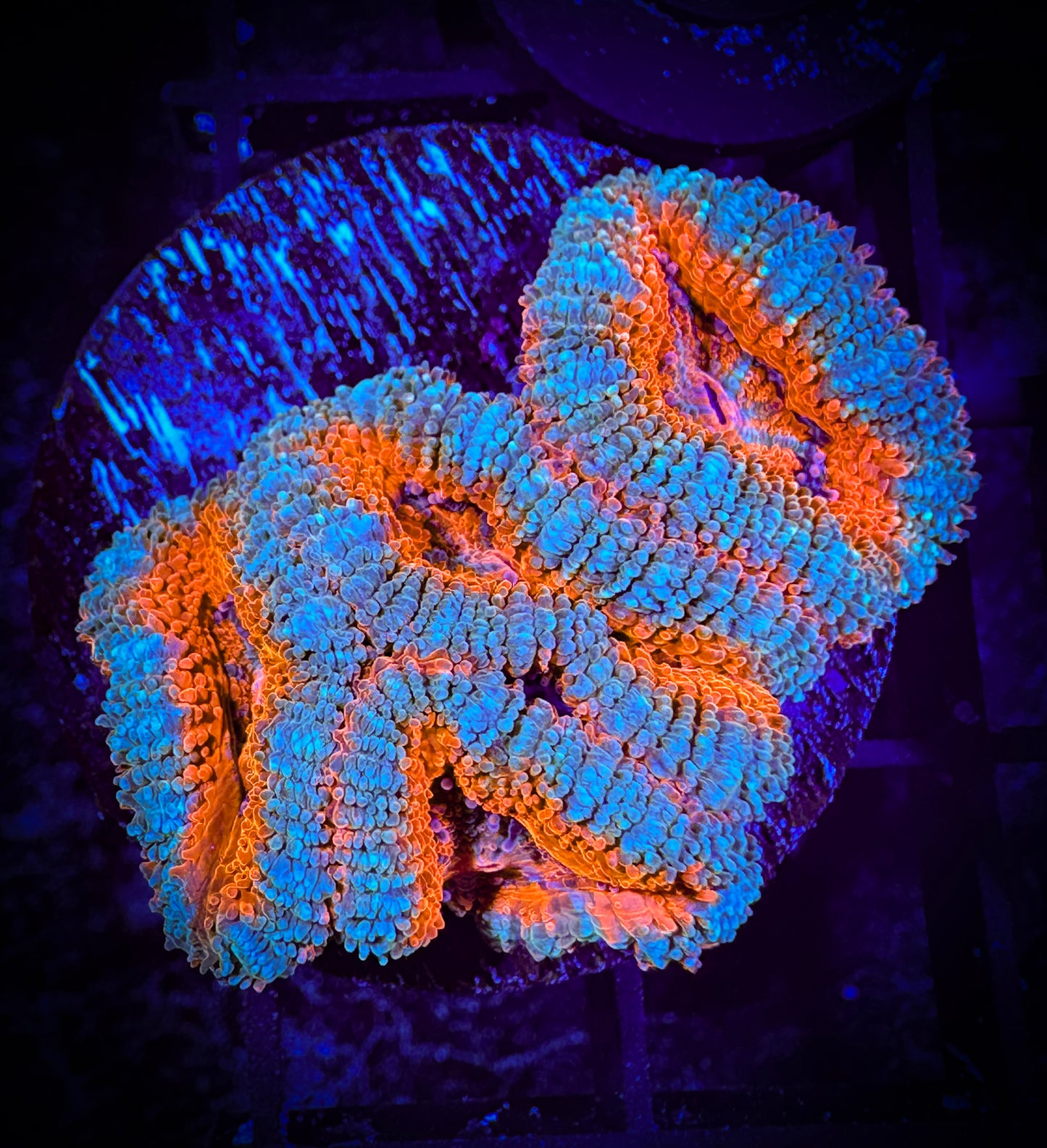 WYSIWYG Ultra Acan (Micromussa) 05A2
