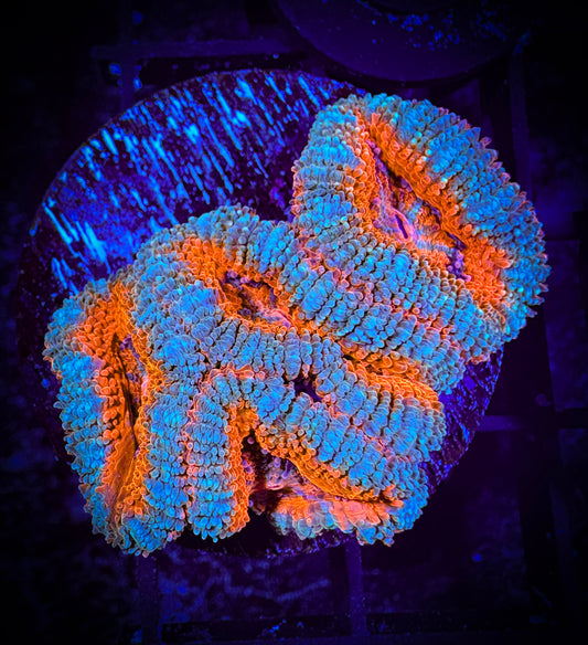 WYSIWYG Ultra Acan (Micromussa) 05A2