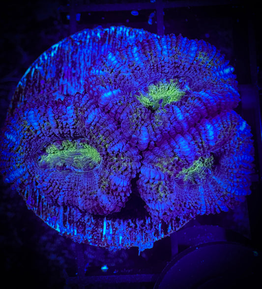 WYSIWYG Ultra Acan (Micromussa) 05A3