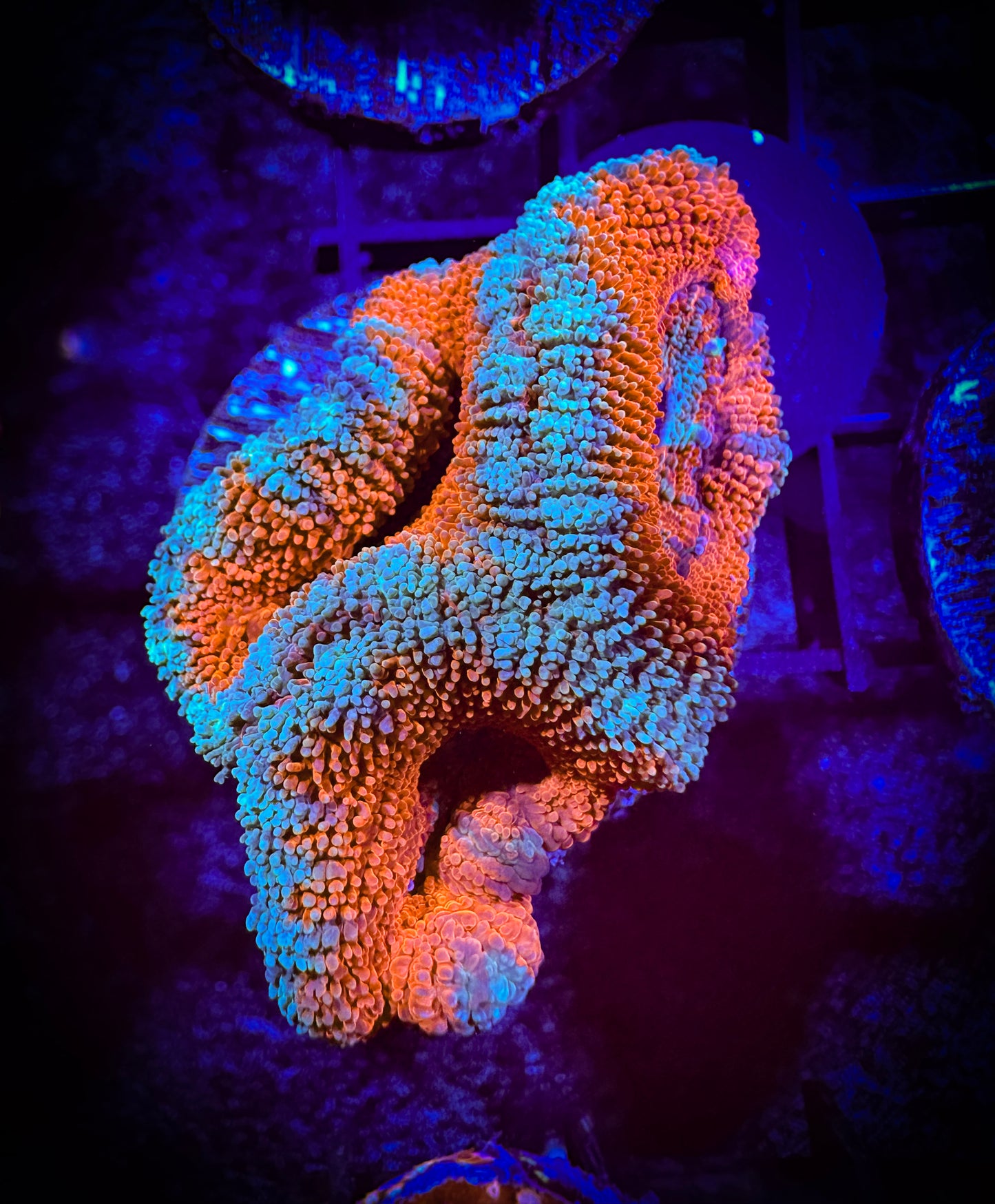 WYSIWYG Ultra Acan (Micromussa) 05A4