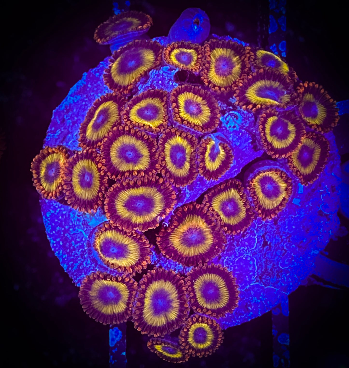 WYSIWYG Fruitloops Zoanthids Large Frag 02A3