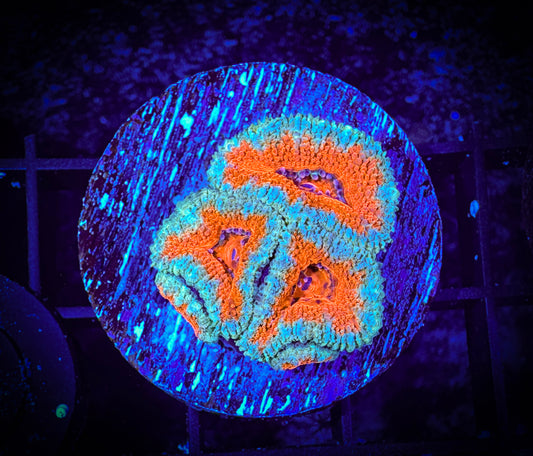 WYSIWYG Ultra Acan (Micromussa) 05B1