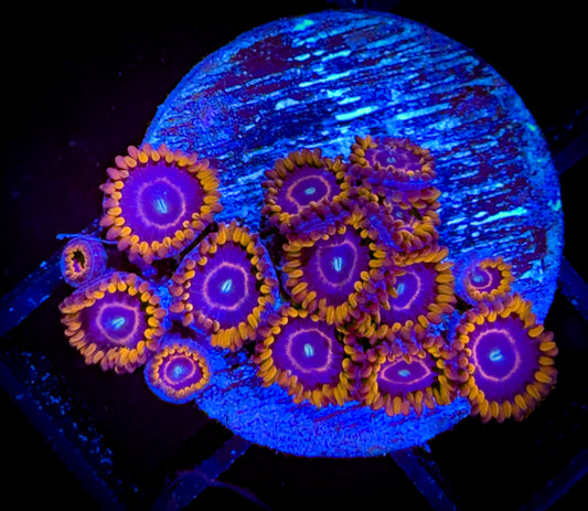 WYSIWYG Red Hornets Zoanthids 03B2