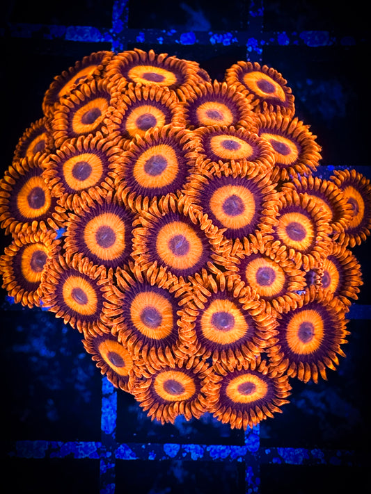 WYSIWYG CB Orange Hornets AKA Oxides Zoanthids Colony 05B2
