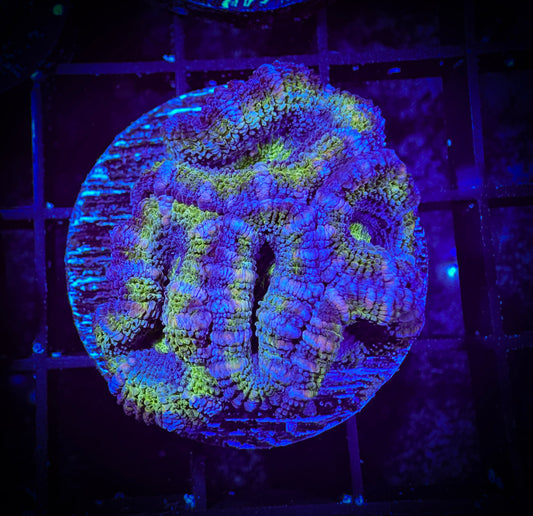 WYSIWYG Ultra Acan (Micromussa) 05B2