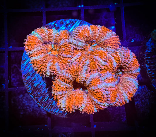 WYSIWYG Ultra Acan (Micromussa) 05B3